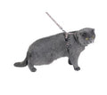 *KILT CAT HARNESS & LEAD - BEIGE / XS