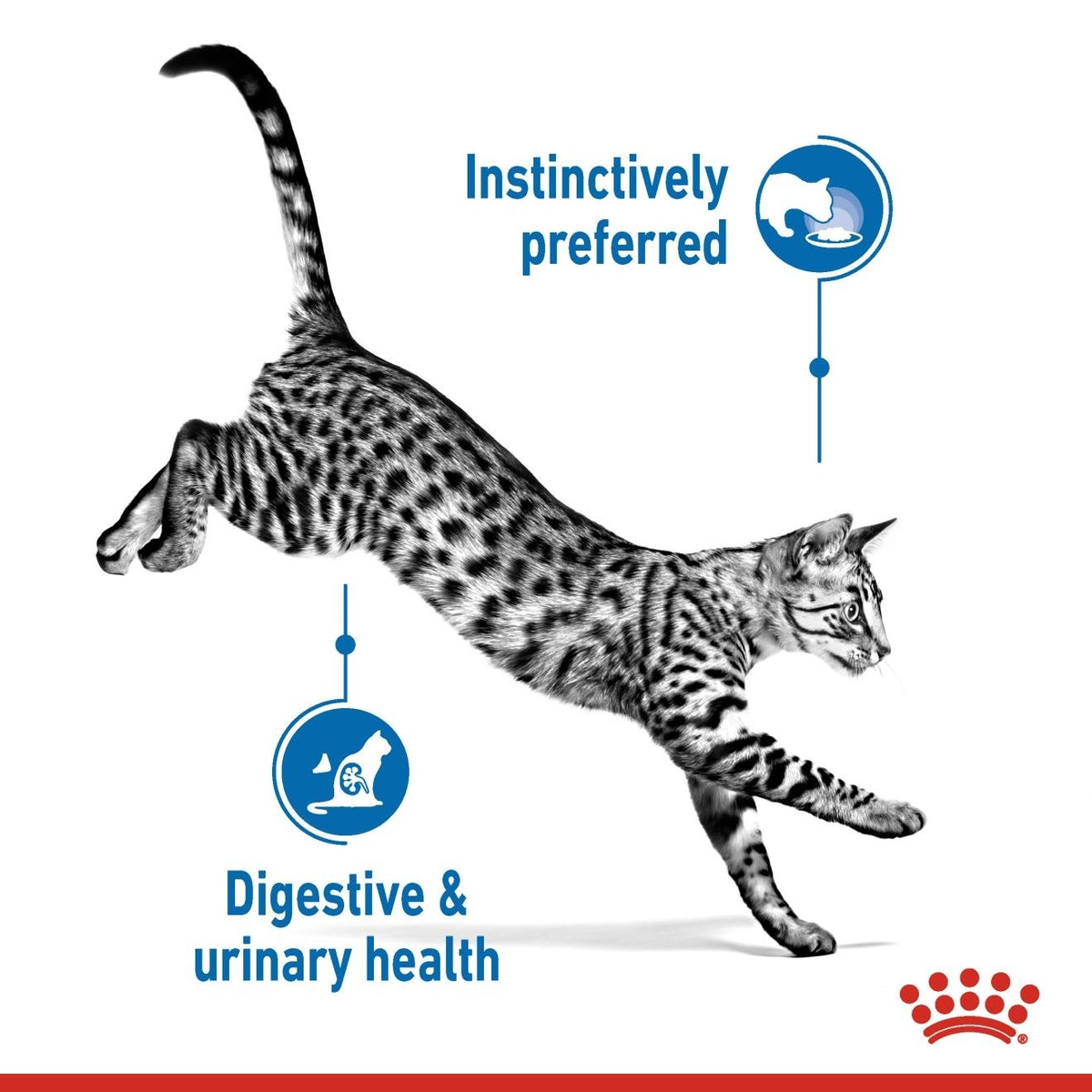 FELINE HEALTH NUTRITION INDOOR JELLY (WET FOOD) - 12 POUCHES