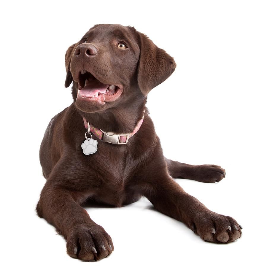 *ID Tag - Paw Brass Two-Tone Chrome Plated