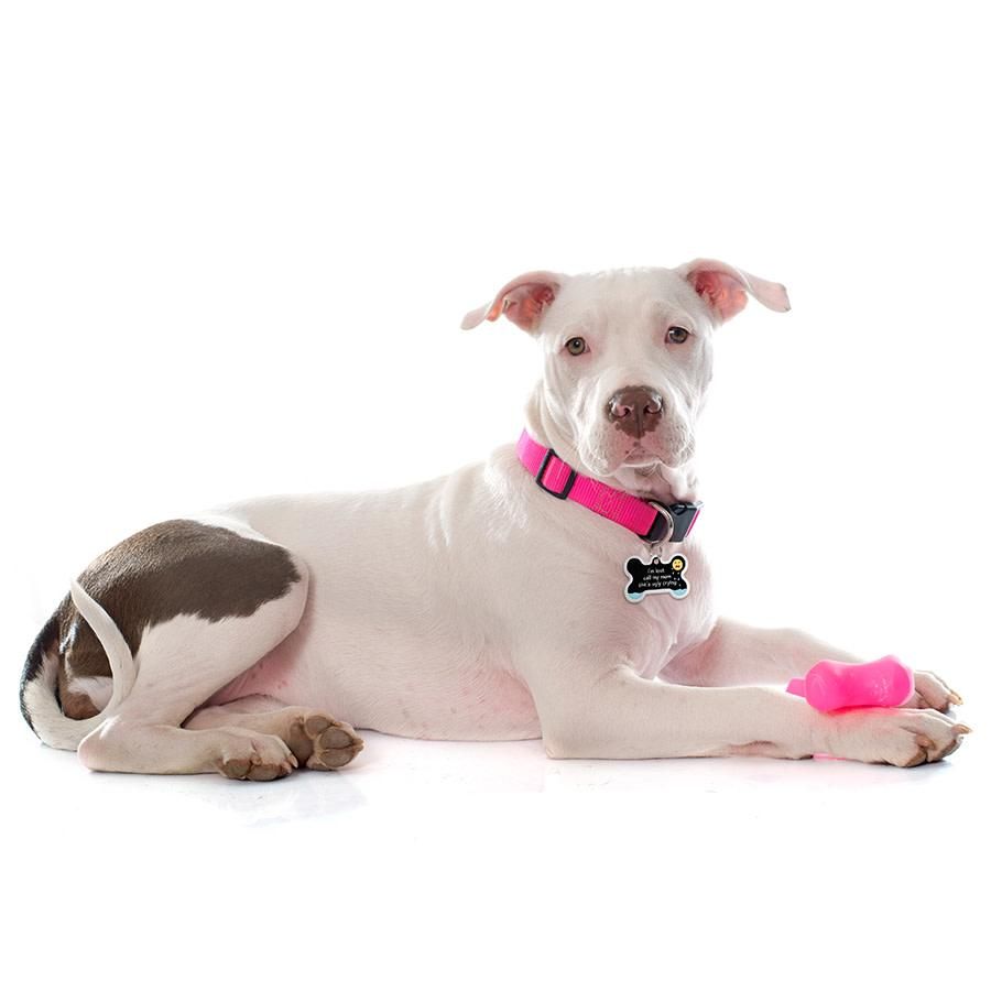 *ID Tag - Bone Large Raised Edge I'm Lost Call My Mom