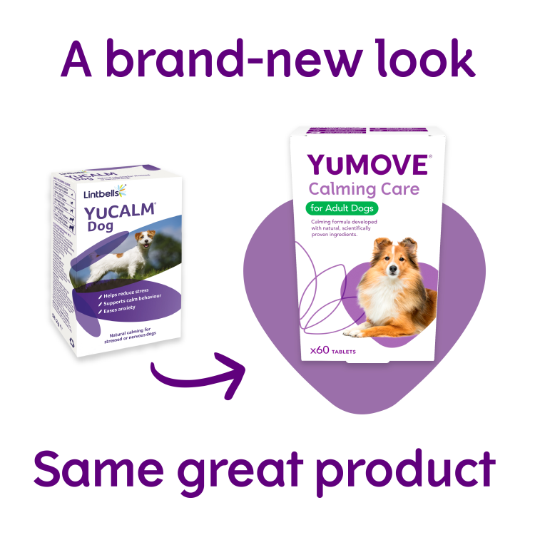 *YUCALM DOG