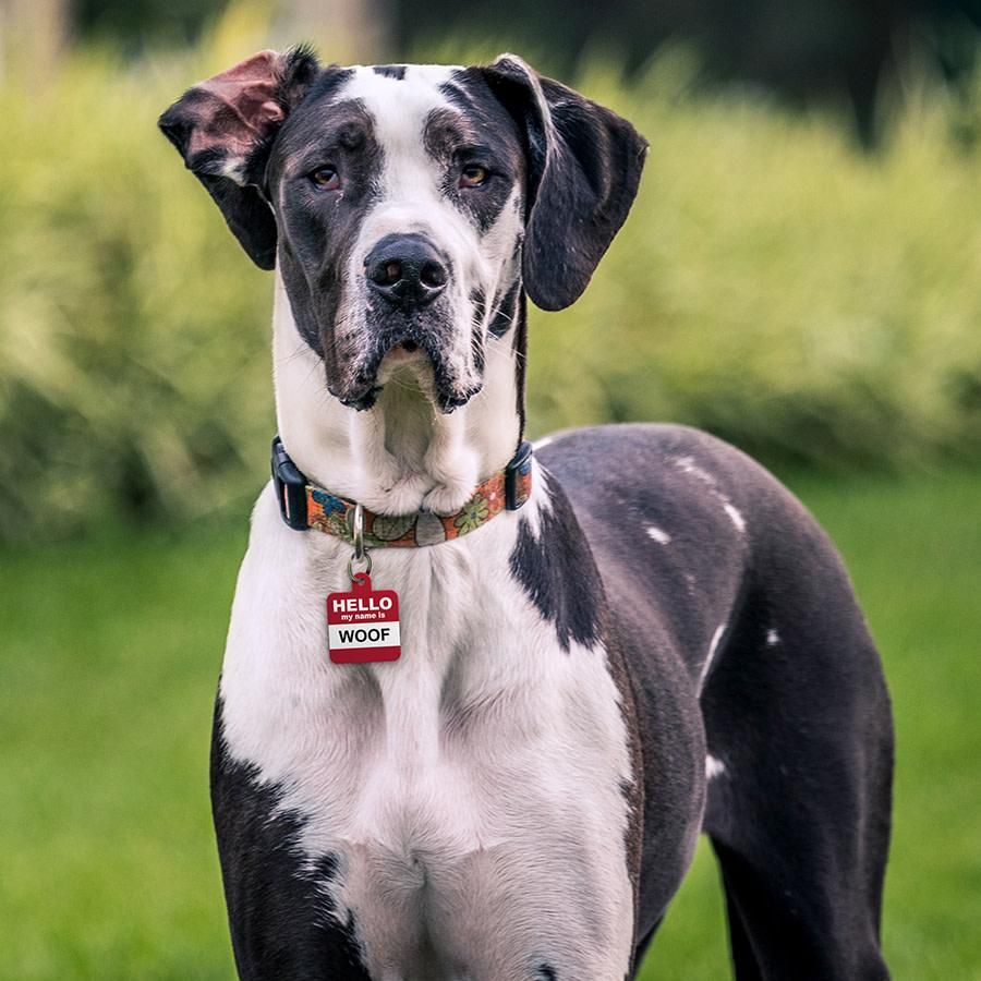 *ID Tag - Square Hello My Name is Woof