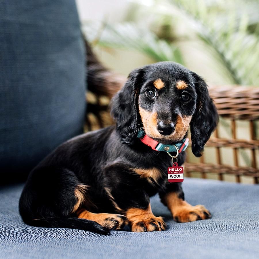 *ID Tag - Square Hello My Name is Woof