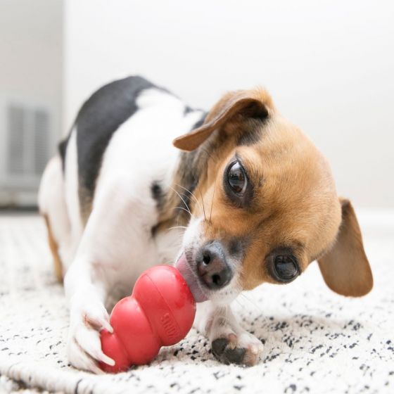 *Kong Classic Dog Toy