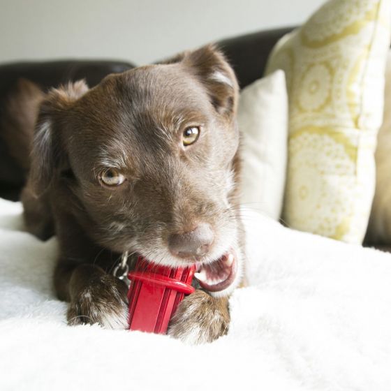 *Kong Dental Stick