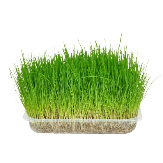 Flamingo Cat Grass