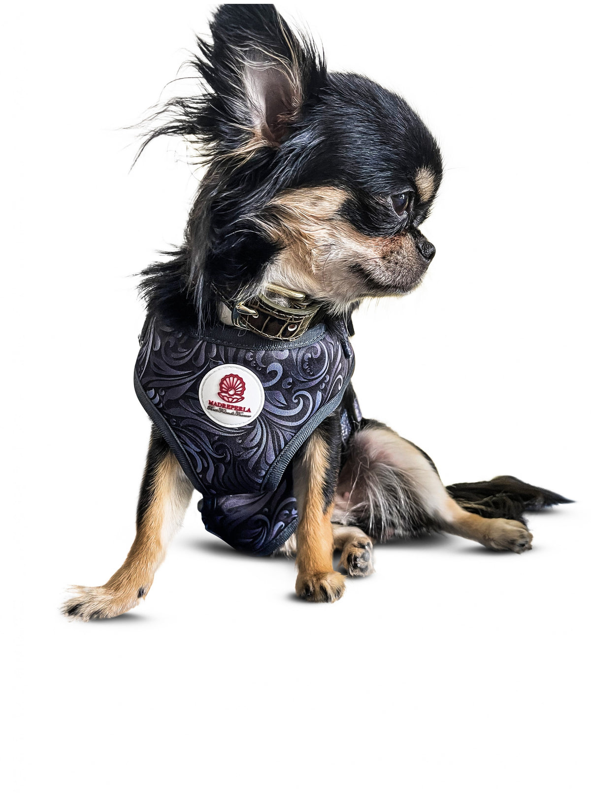 *Black Harness & Potty Bag