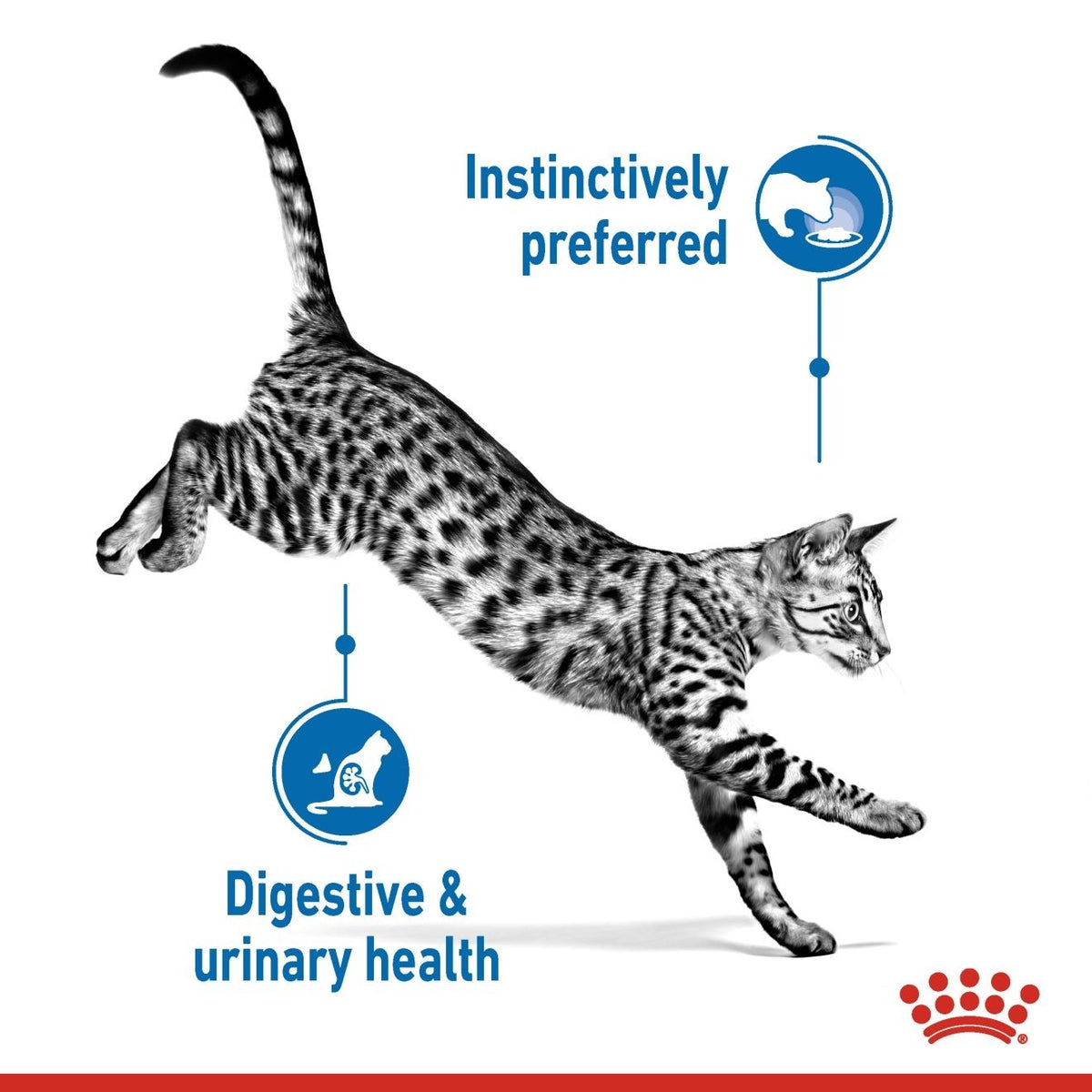 *FELINE HEALTH NUTRITION INDOOR JELLY (WET FOOD) - 12 POUCHES